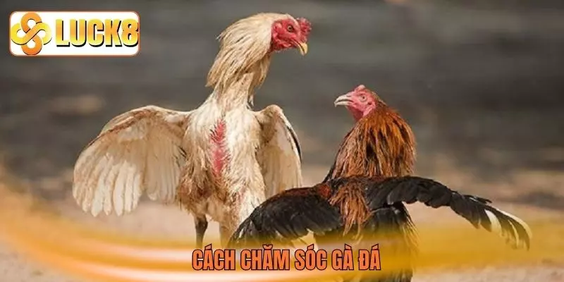 cách chăm sóc gà đá