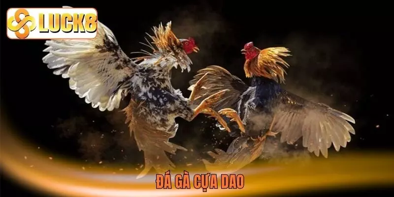 Đá gà cựa dao