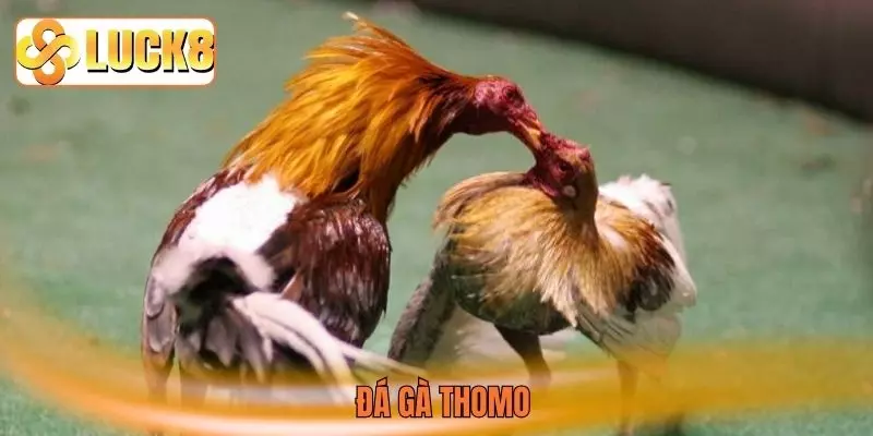 Đá gà Thomo