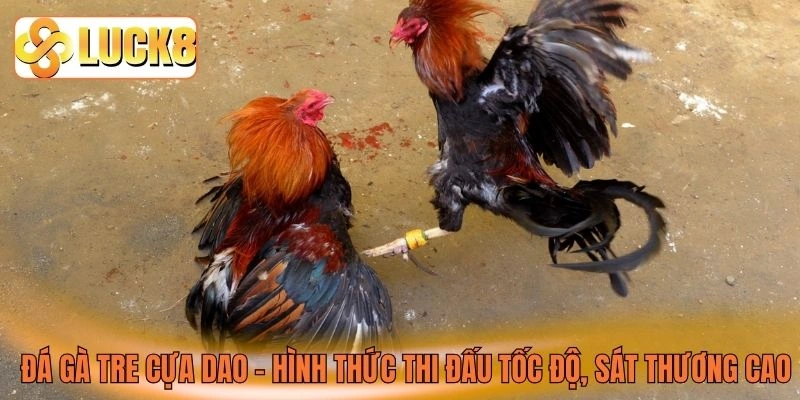 Đá gà tre cựa dao - Hình thức thi đấu tốc độ, sát thương cao
