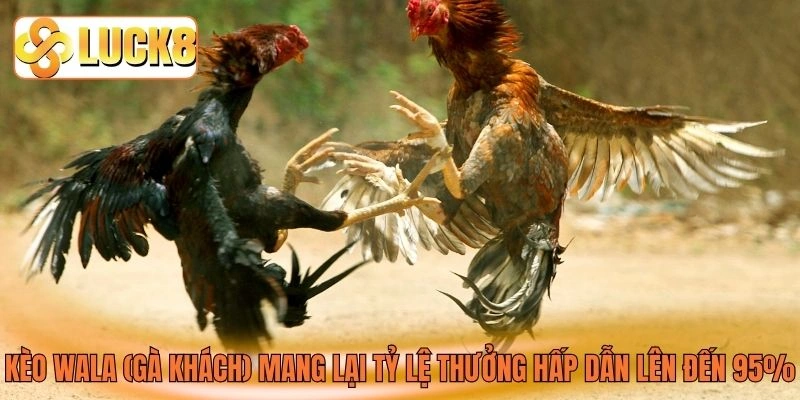 Kèo Wala (gà khách) mang lại tỷ lệ thưởng hấp dẫn lên đến 95%