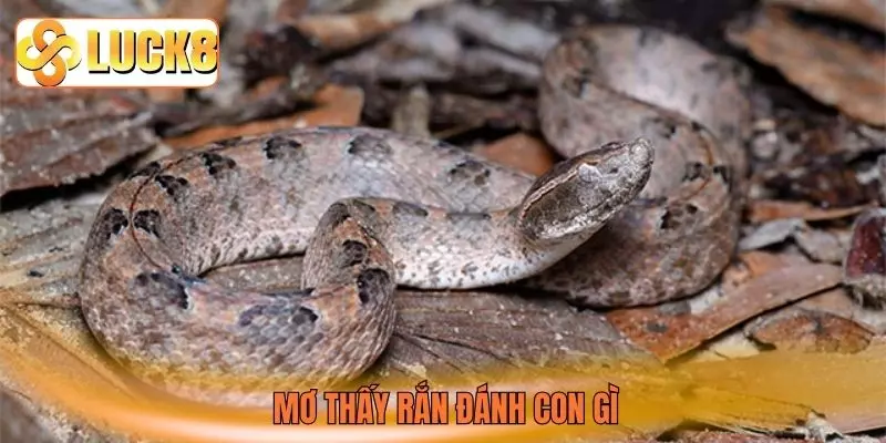 Mơ thấy rắn đánh con gì