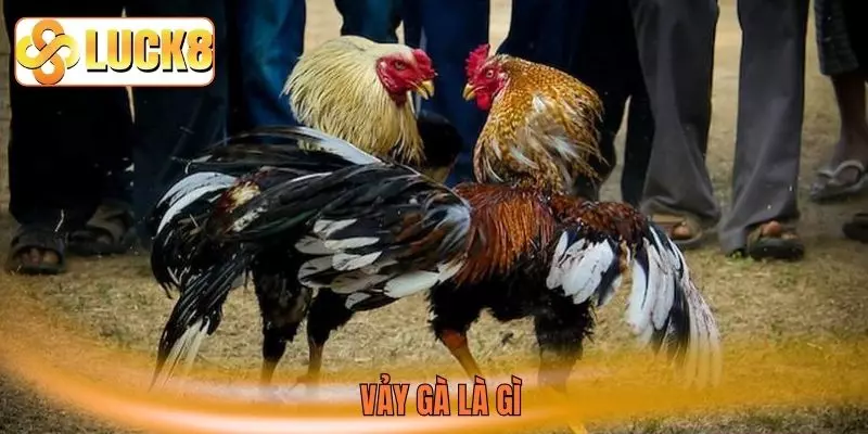 vảy gà là gì