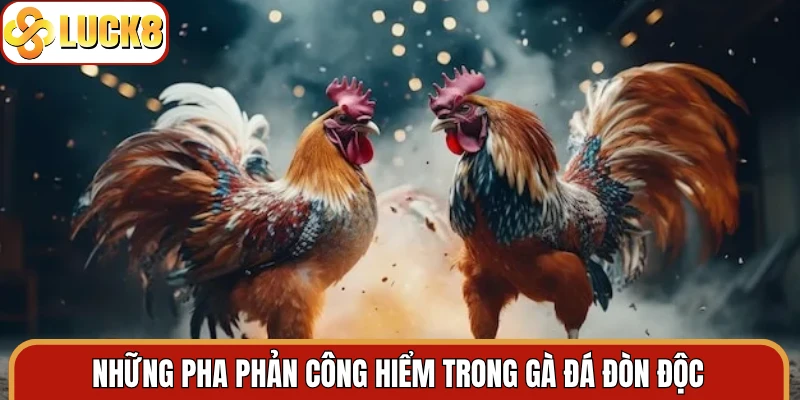 Những pha phản công hiểm trong gà đá đòn độc